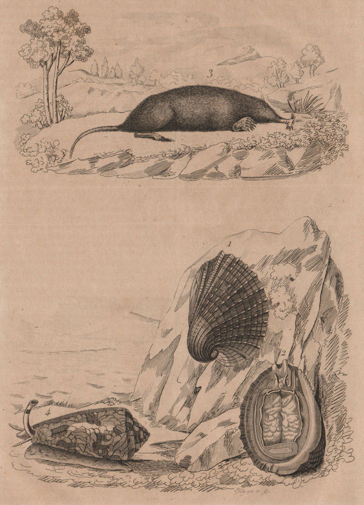 Concholepas (Chilean abalone). Condylure (Nosed Mole). Conus sea snail 1834